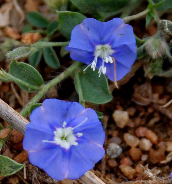 Image of slender dwarf morning-glory