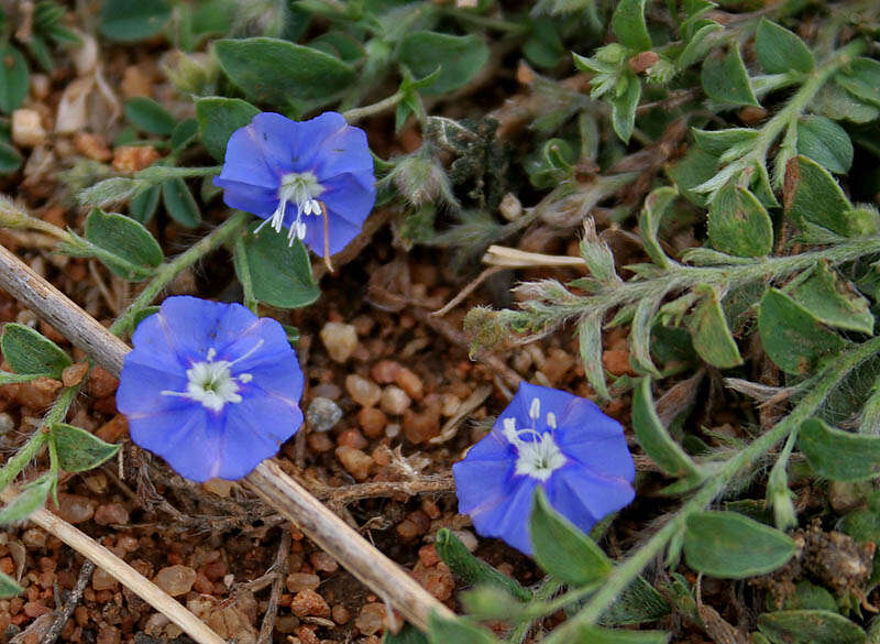 Image of slender dwarf morning-glory