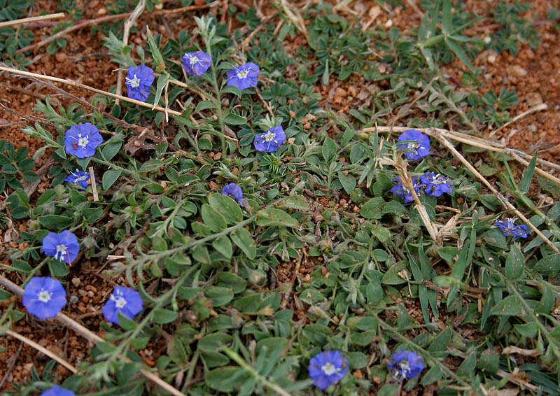 Image of slender dwarf morning-glory