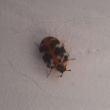 Image of carpet beetle