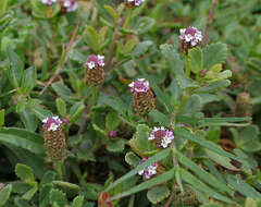 Plancia ëd Phyla nodiflora (L.) Greene