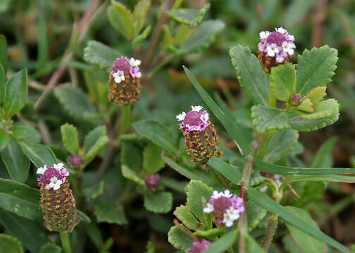 Plancia ëd Phyla nodiflora (L.) Greene