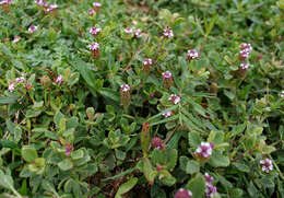 Plancia ëd Phyla nodiflora (L.) Greene