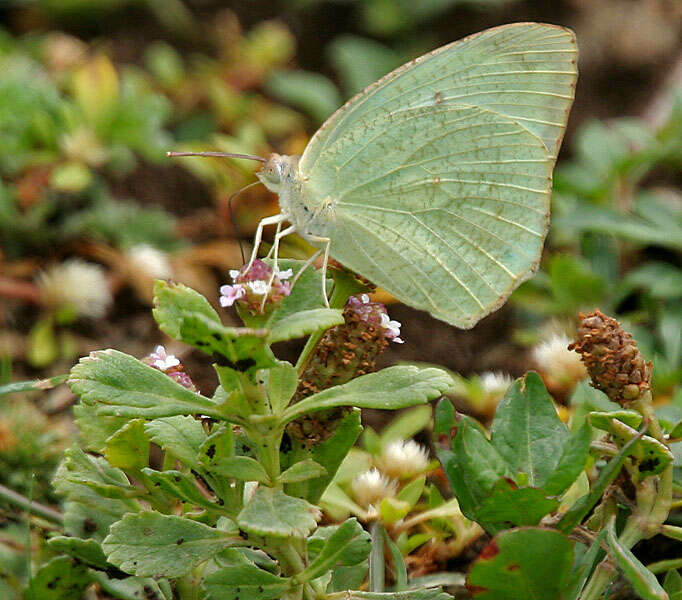 Plancia ëd Phyla nodiflora (L.) Greene