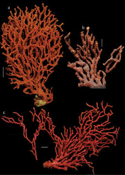 Image of Melithaeinae Alderslade 2006