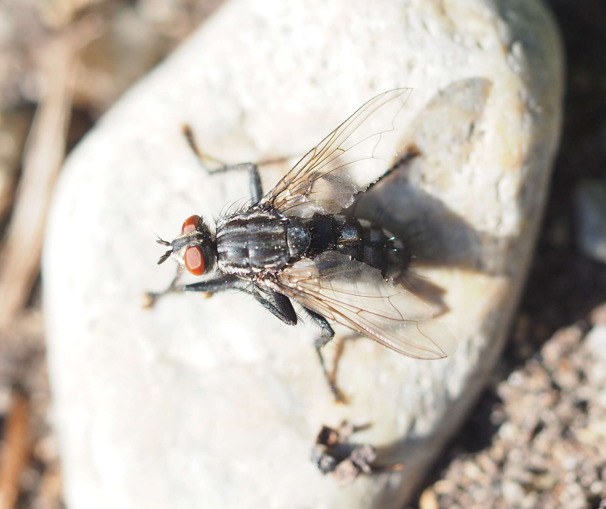 صورة Sarcophaga carnaria (Linnaeus 1758)