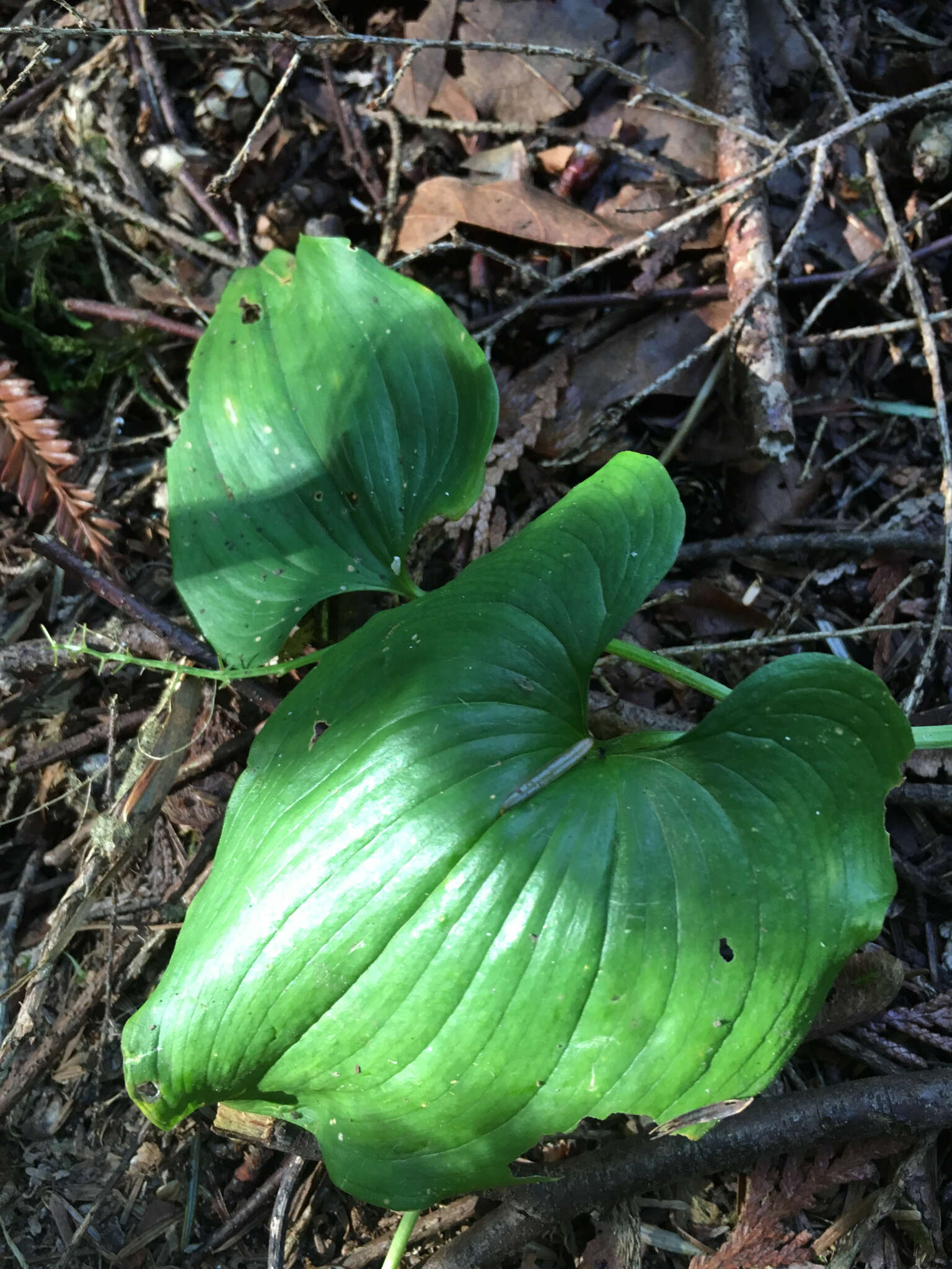 Imagem de Maianthemum dilatatum (Alph. Wood) A. Nelson & J. F. Macbr.