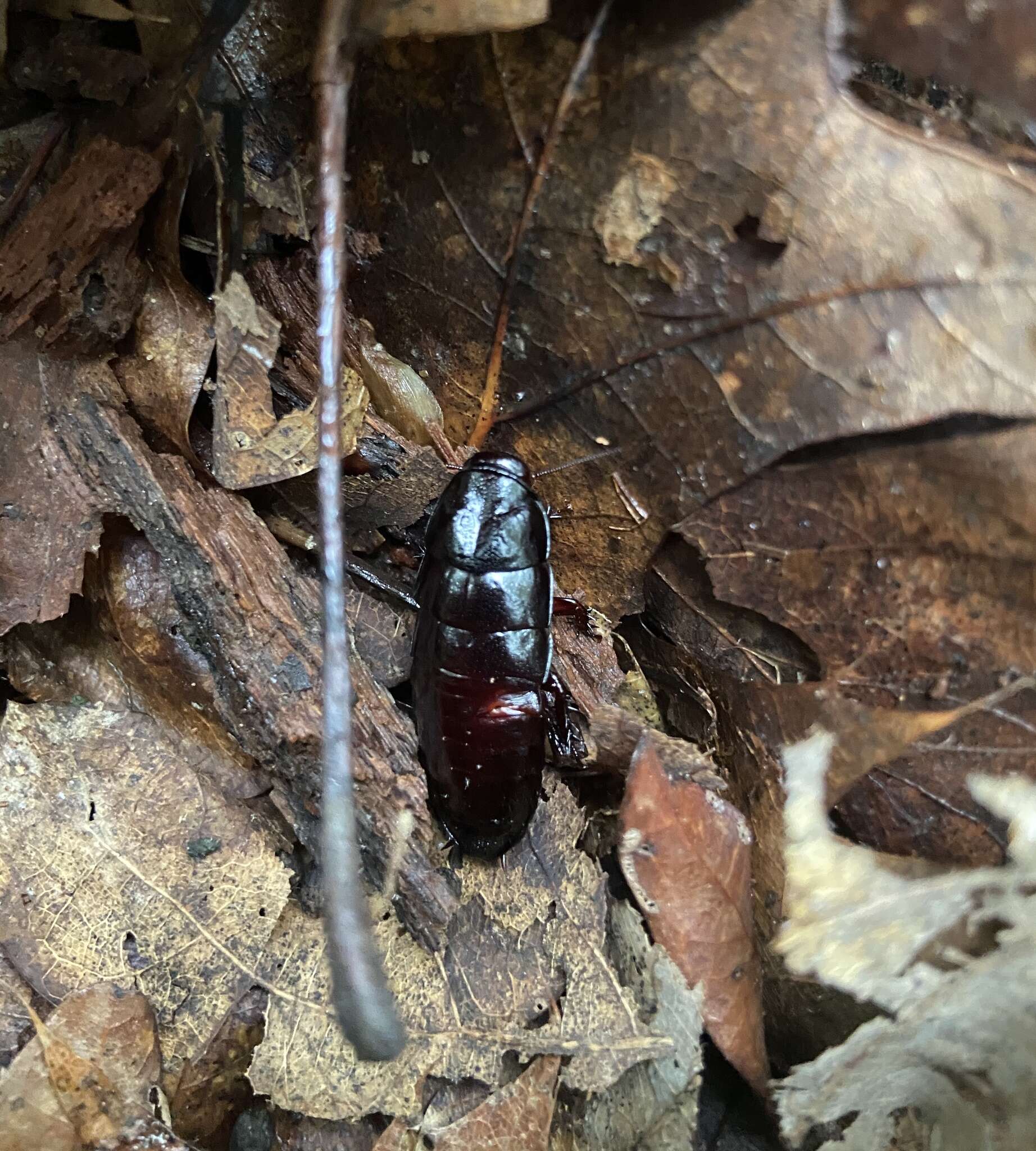 Image de Cryptocercus punctulatus Scudder 1862