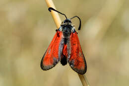 Image of Zygaena punctum Ochsenheimer 1808