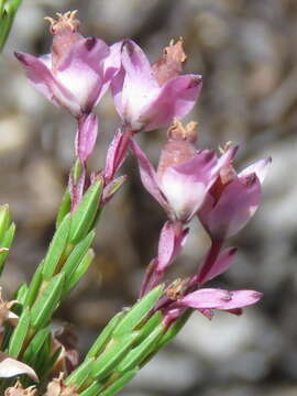 Image of Erica corifolia var. corifolia