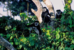 Image of Mantled Colobus