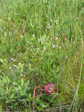 Image of alpine bulrush