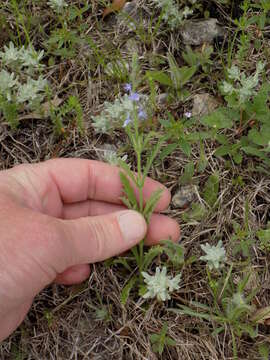 Image of gray vervain