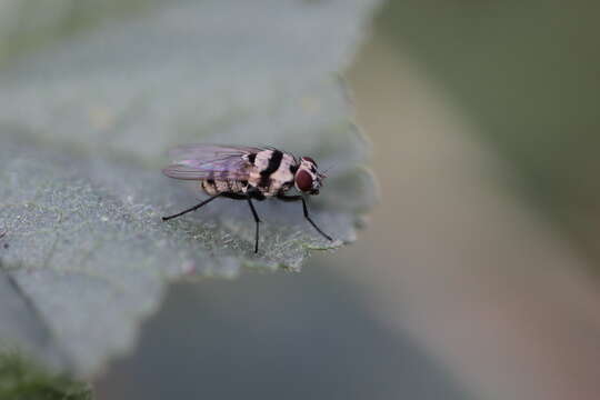 Sivun Anthomyia silvestris Colless 1982 kuva