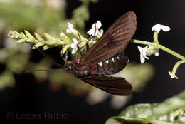 Image of Saurita cassandra Linnaeus 1758