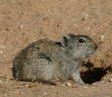 Image of Woosnam's Broad-headed Mouse