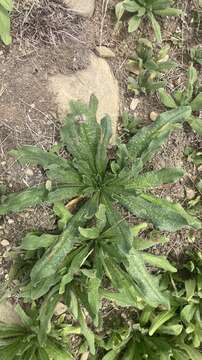 Echium vulgare subsp. vulgare resmi