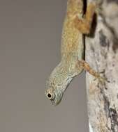 Image of Anolis ignigularis Mertens 1939