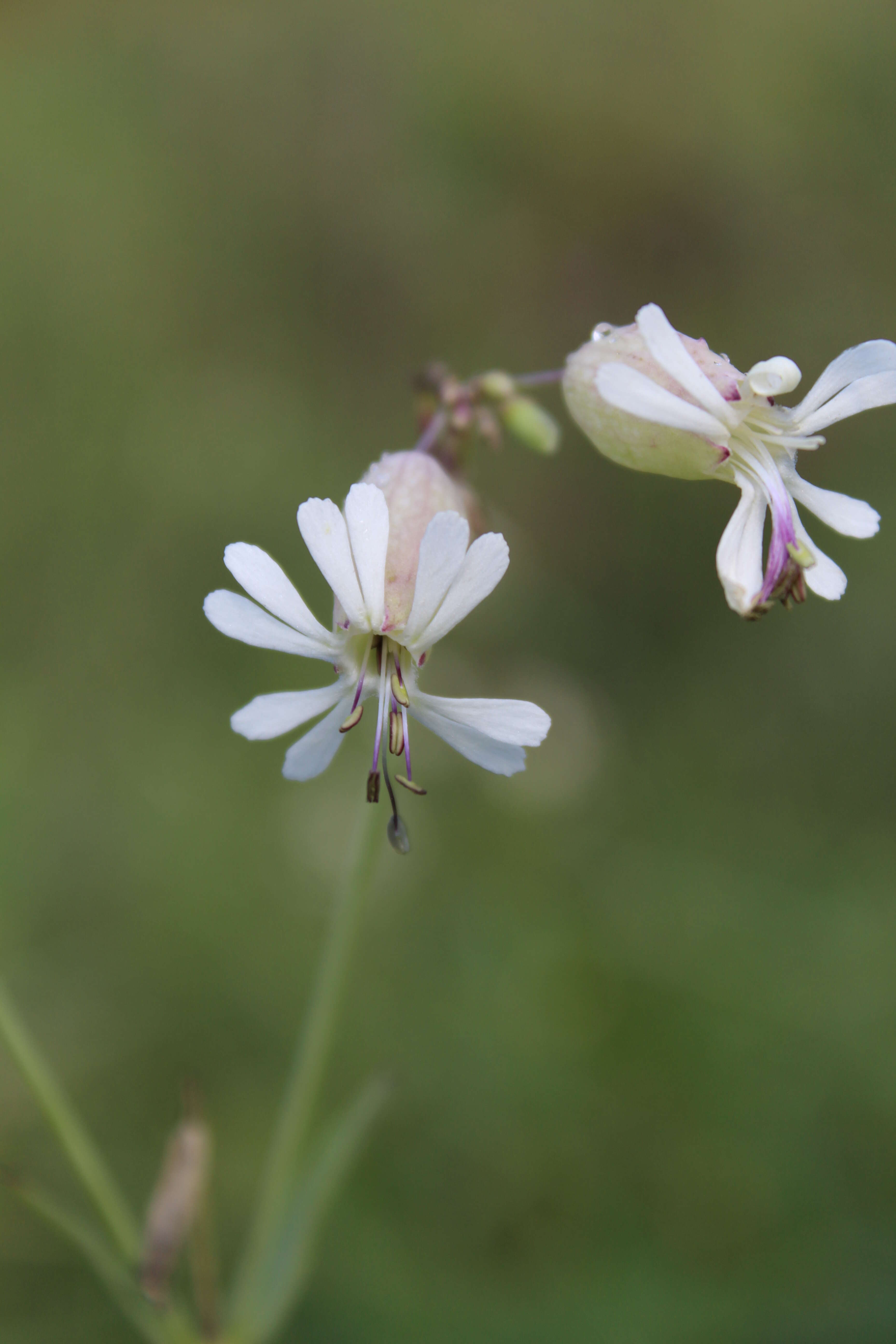 Imagem de Silene vulgaris (Moench) Garcke