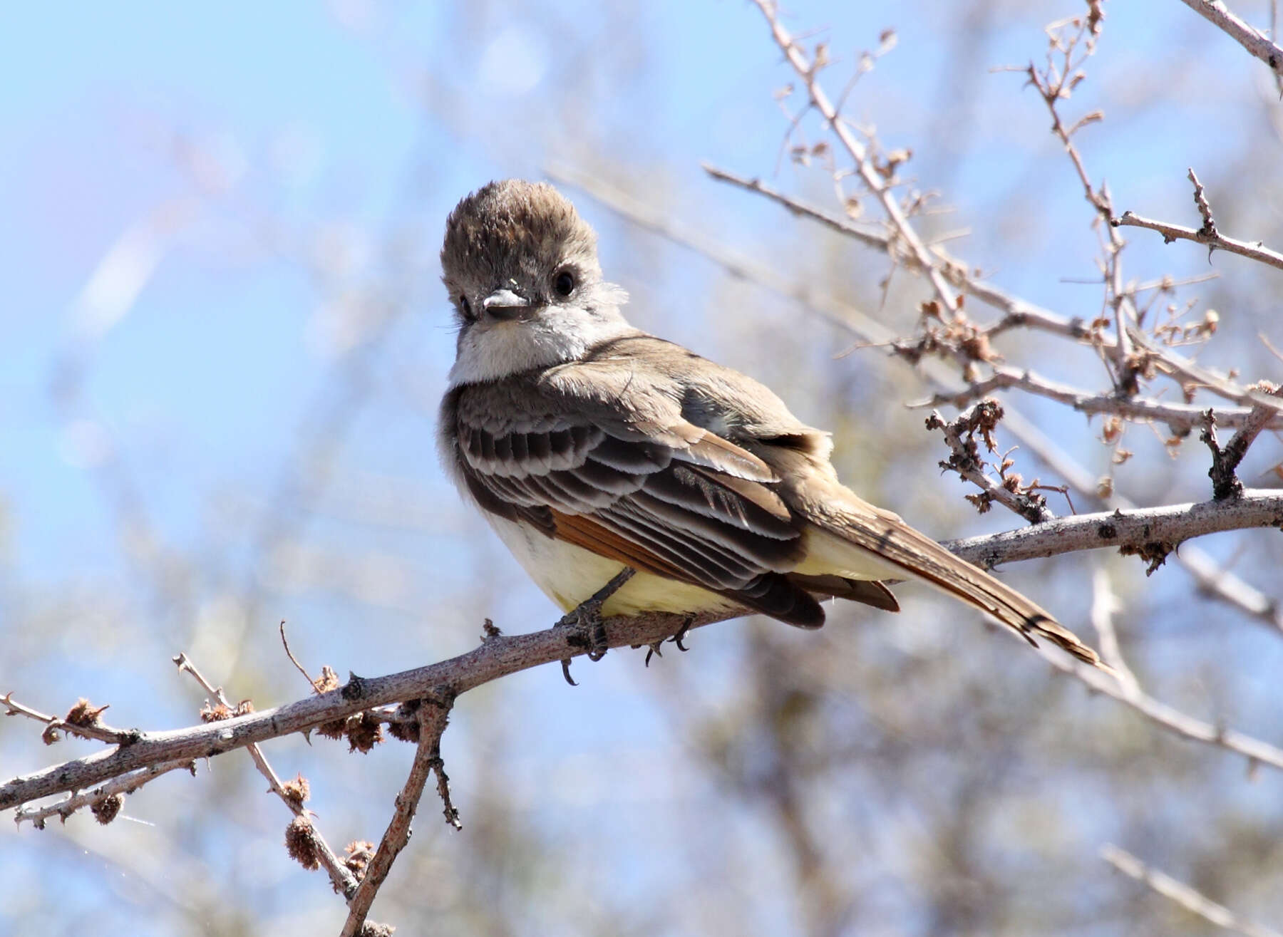 صورة Myiarchus tyrannulus (Müller & Pls 1776)