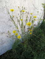 Image of Tragopogon podolicus Besser ex DC.