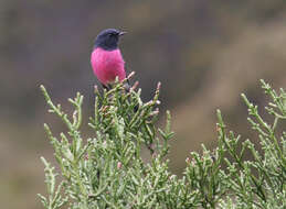 Image of Pink Robin