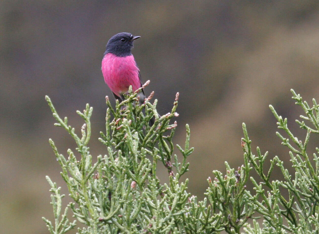 Image of Pink Robin