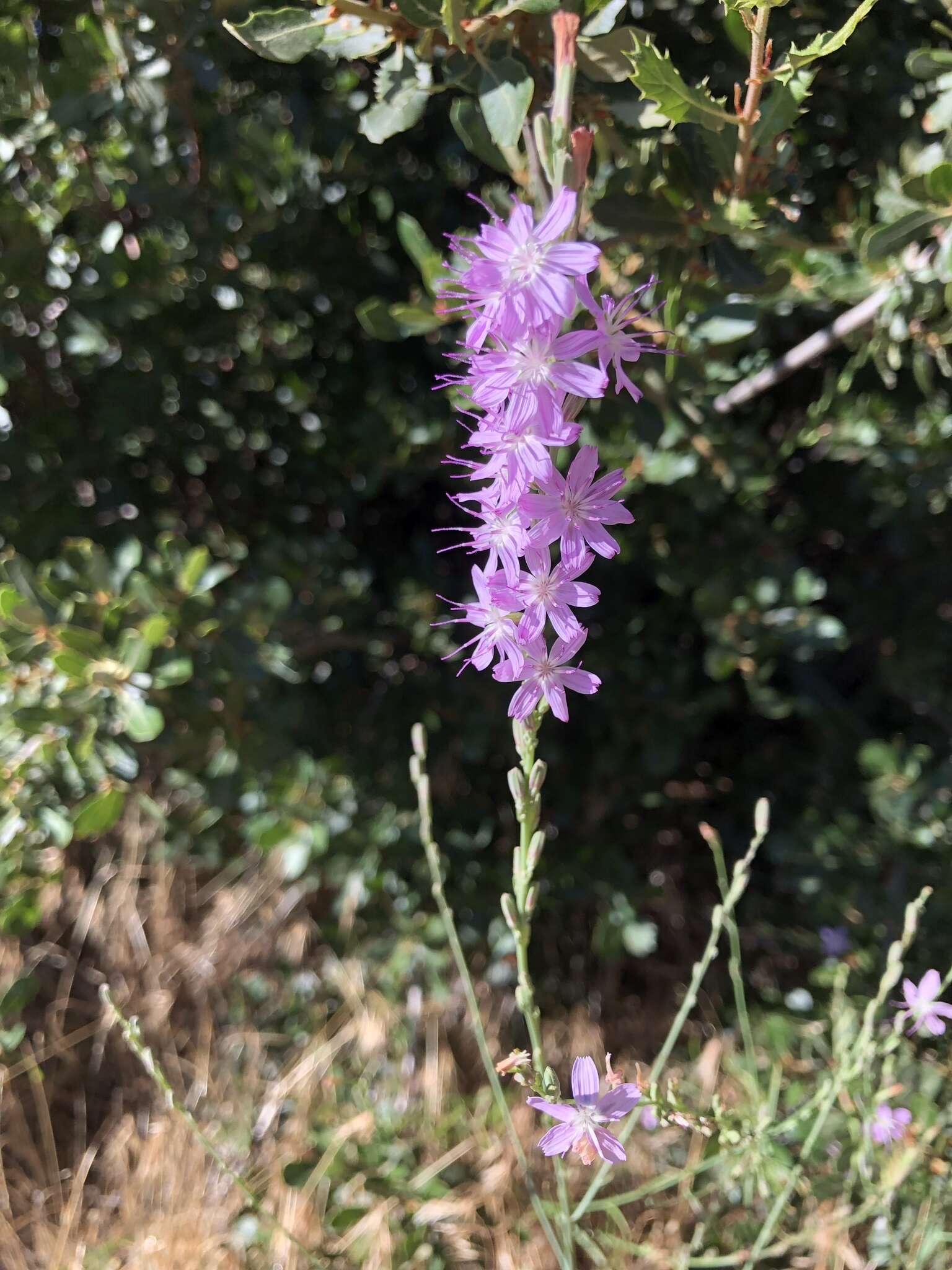 Stephanomeria virgata Benth. resmi