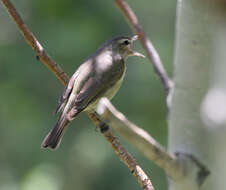 Vireo gilvus (Vieillot 1808) resmi