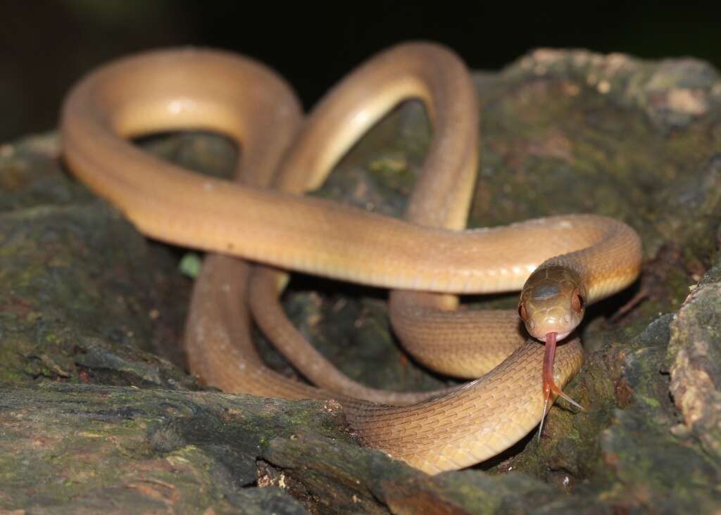 Image of Southern Brown Egg Eater