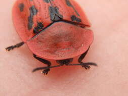 Image of Fleabane tortoise beetle