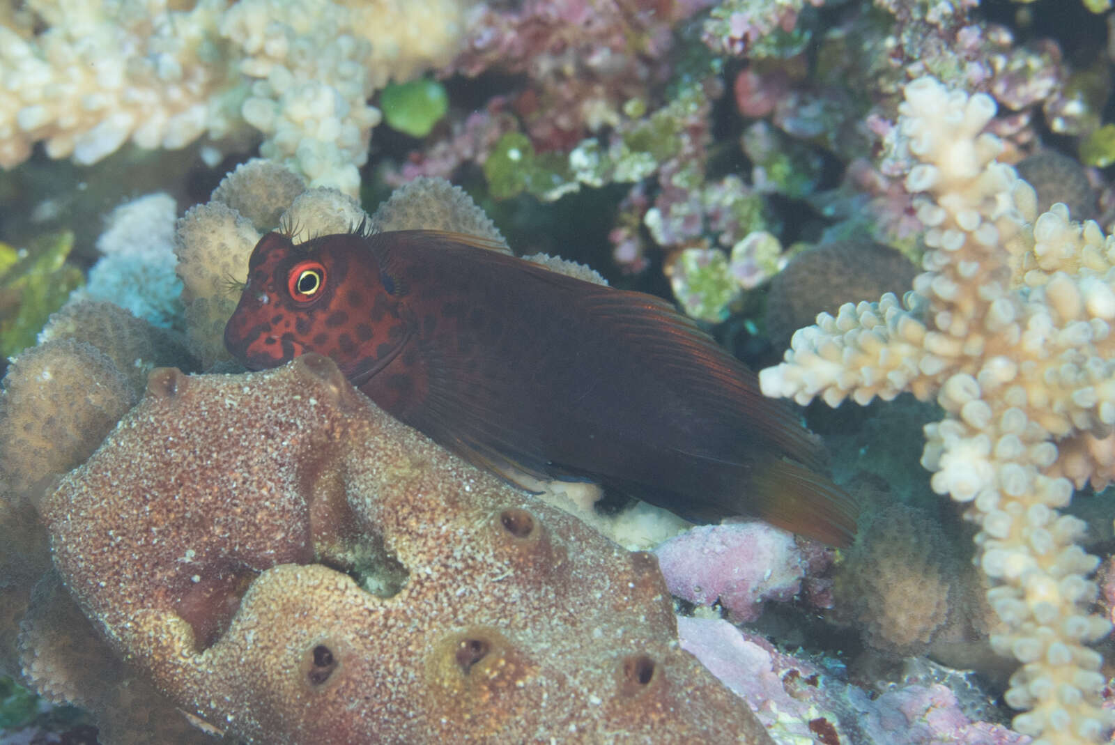 Image of Red-streaked Blenny