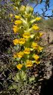 Image of Corycium crispum (Thunb.) Sw.