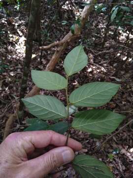 Image of Alangium polyosmoides subsp. tomentosum