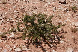 Image of Monsonia salmoniflora (Moffett) F. Albers