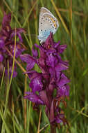 Image of Dactylorhiza cordigera (Fr.) Soó