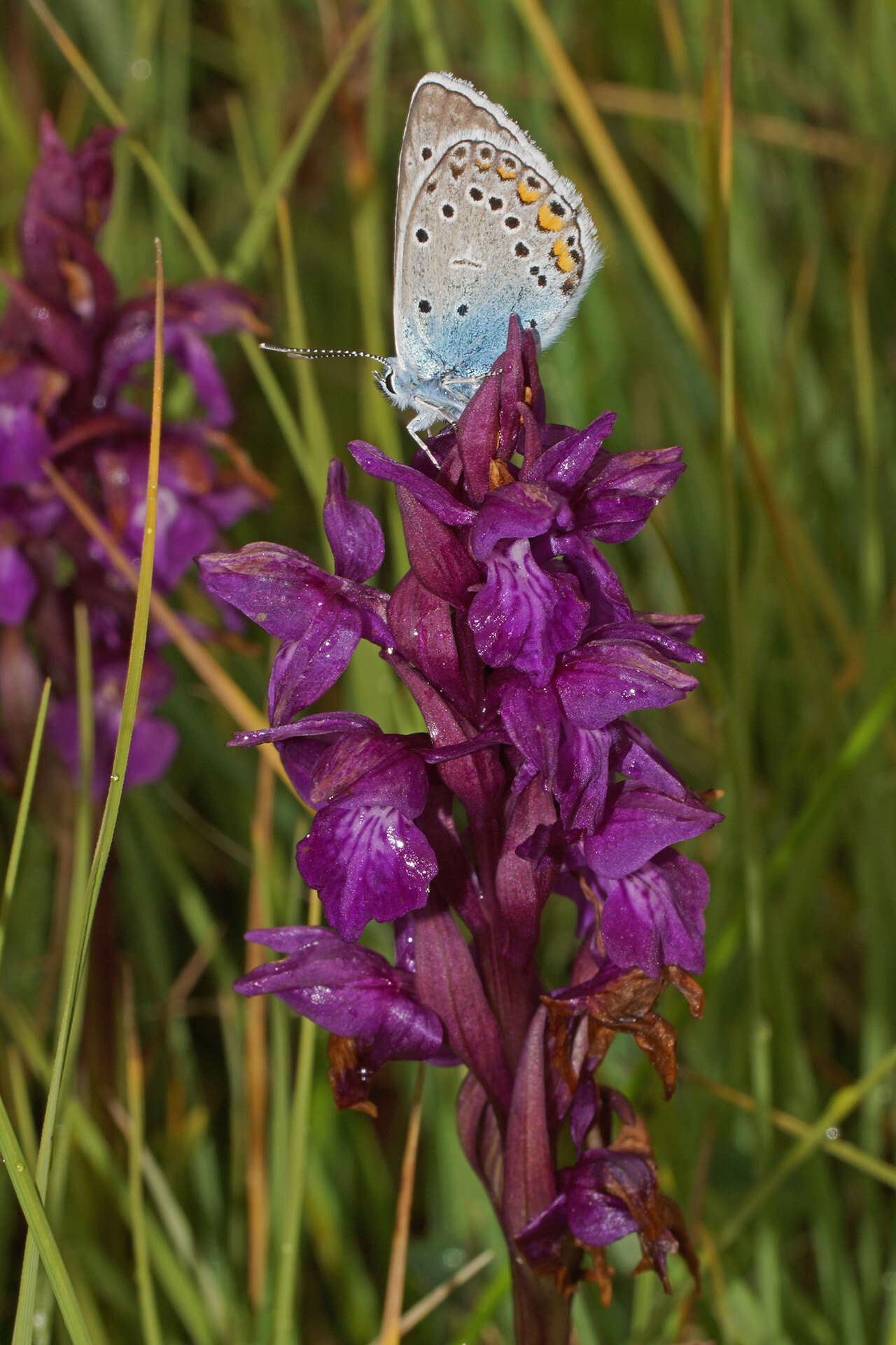 Image of Dactylorhiza cordigera (Fr.) Soó