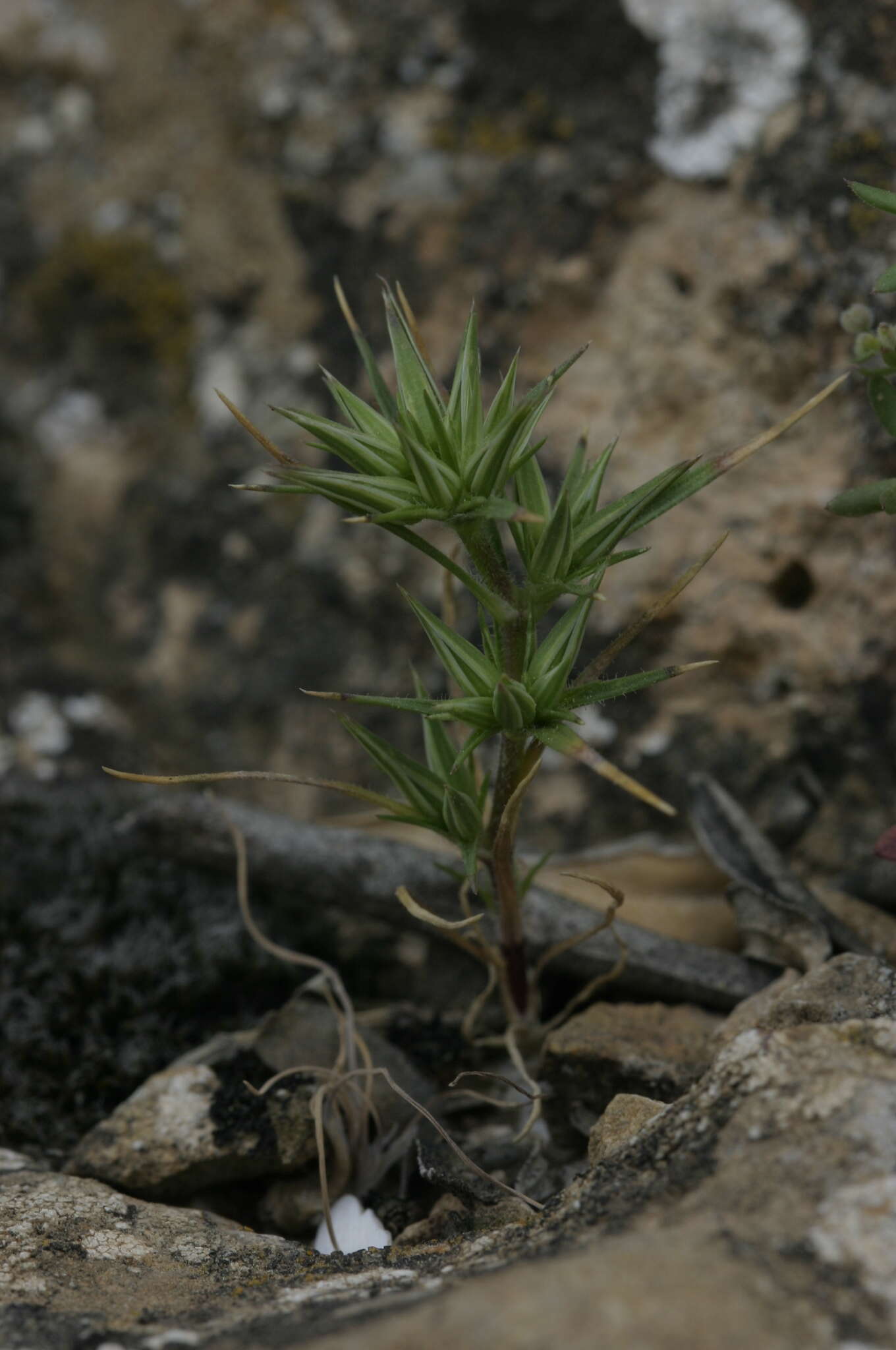 Image of Minuartia montana subsp. montana