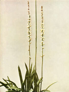 Image of white colicroot