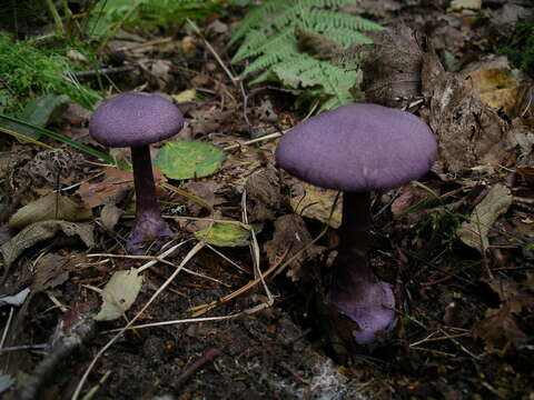 Image of Cortinarius violaceus (L.) Gray 1821