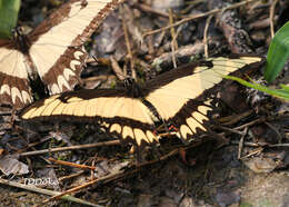 Слика од Papilio astyalus Godart 1819