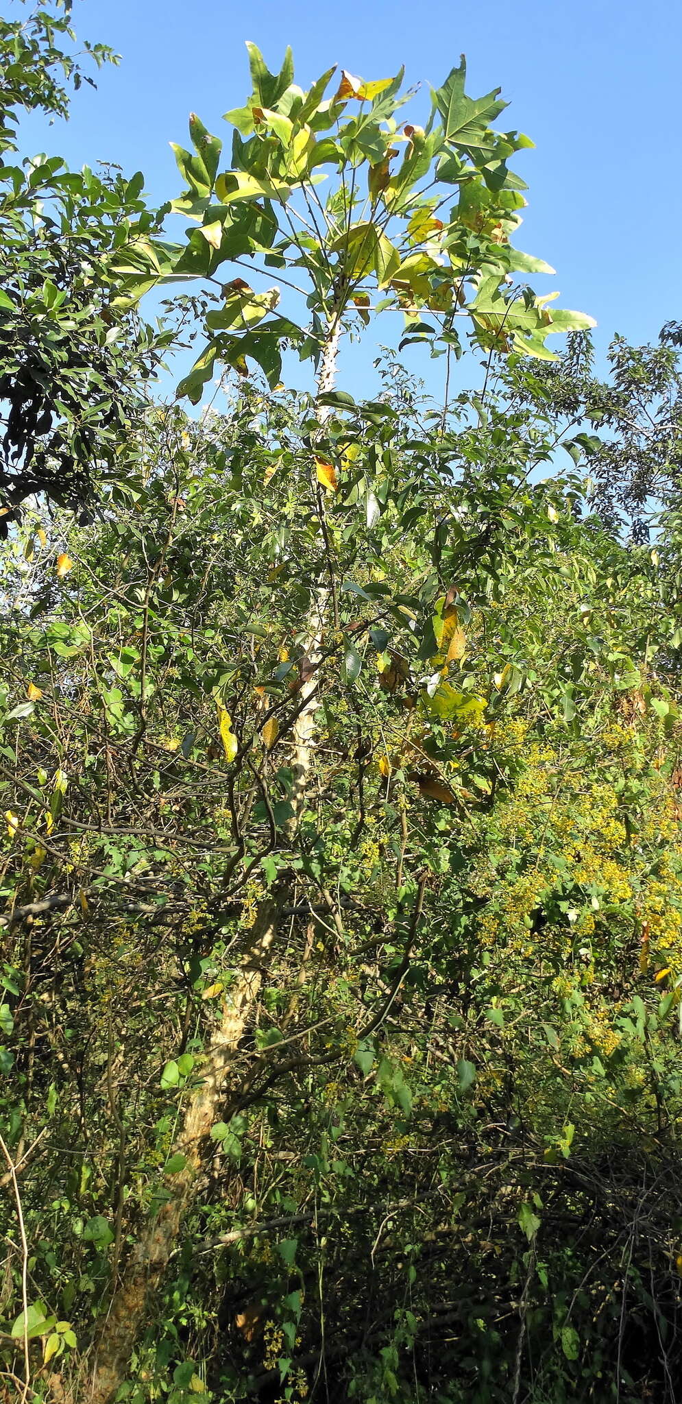 صورة Erythrina livingstoniana Baker