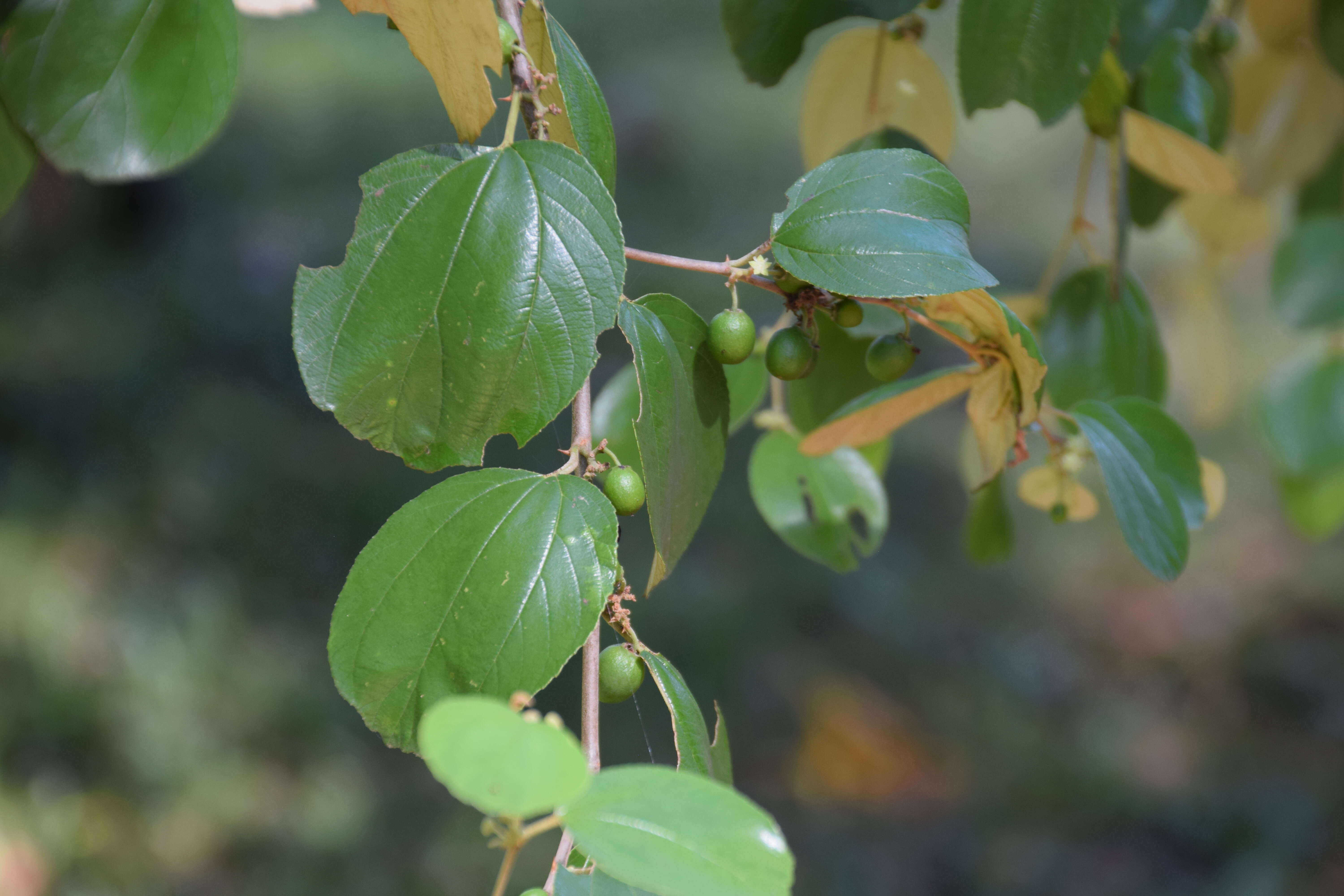 Image of Indian Jujube