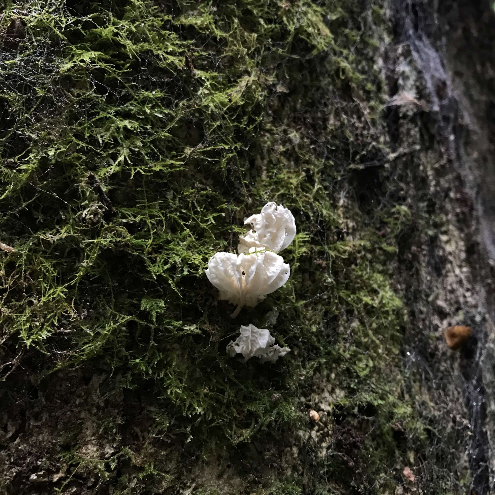 Plancia ëd Marasmiellus alliiodorus (Mont.) Singer 1962