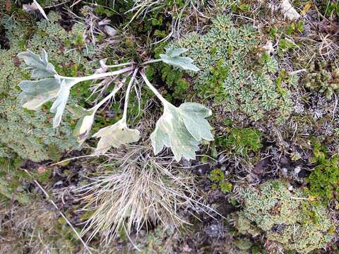 Image of Viola tridentata Sm.