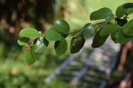 Image of Indian Jujube