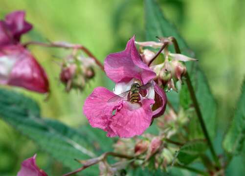 Image of Himalayan balsam