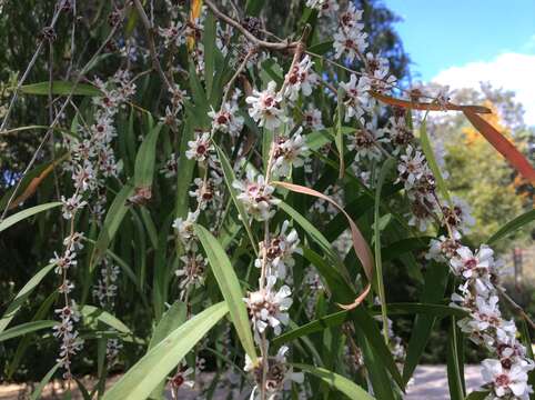 صورة Agonis flexuosa (Muhl. ex Willd.) Sweet