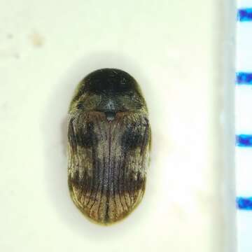 Xyletinus fasciatus White 1962的圖片