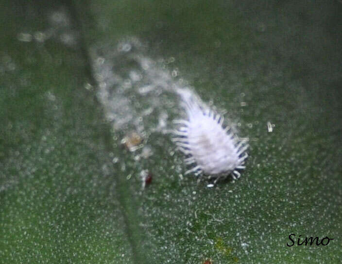 Image of Woolly Apple Aphid